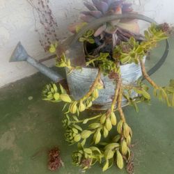 Succulents In Watering Can (yard art)