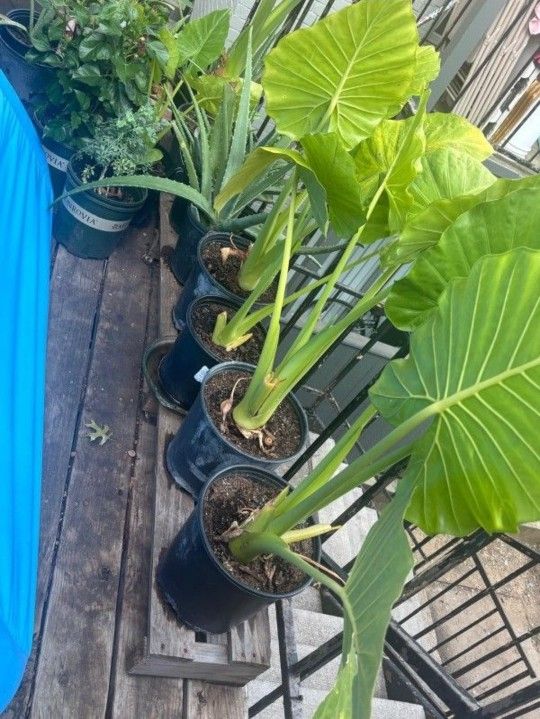 Big Plant Elephant ear $15