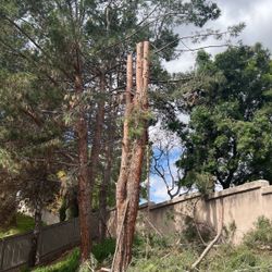 Fire Wood Pine Today  Free