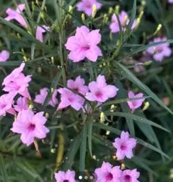 Mexican Petunia Plants