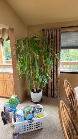 Corn plant