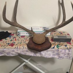 Real authentic horns