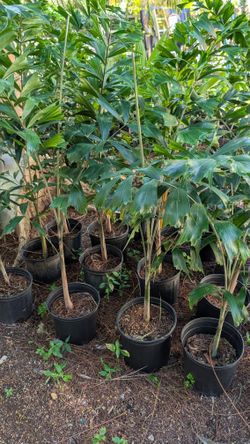 6-Ft foxtail palms in 3 gallon pot $25 each