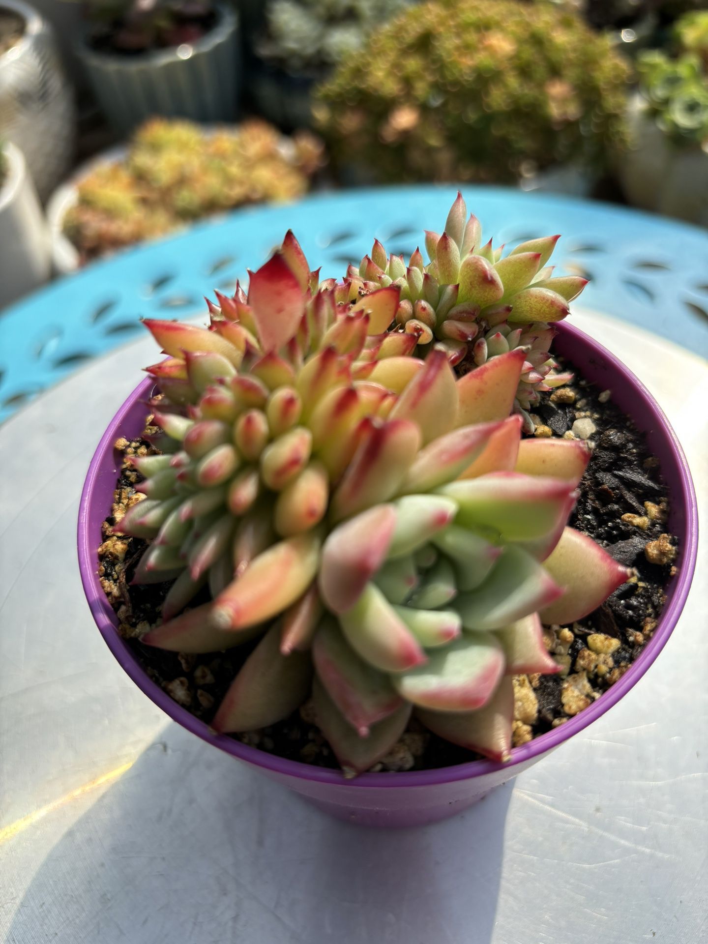 Crested Agavoides Succulent Import