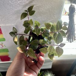 Tradescantia Tricolor