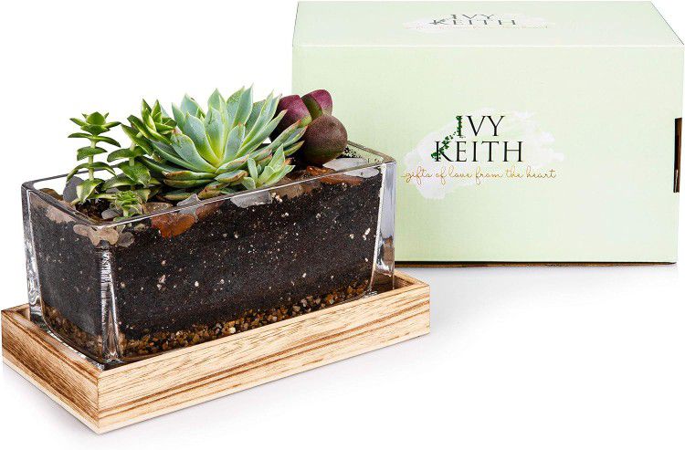 Ivy Keith 100% Leakproof Farmhouse Wooden and Glass Easy to Plant Terrarium Container Decor Flower Pot Planter DIY Display Box for Succulent Fern Moss
