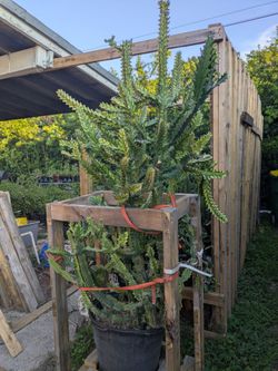 Euphorbia lactea variegata