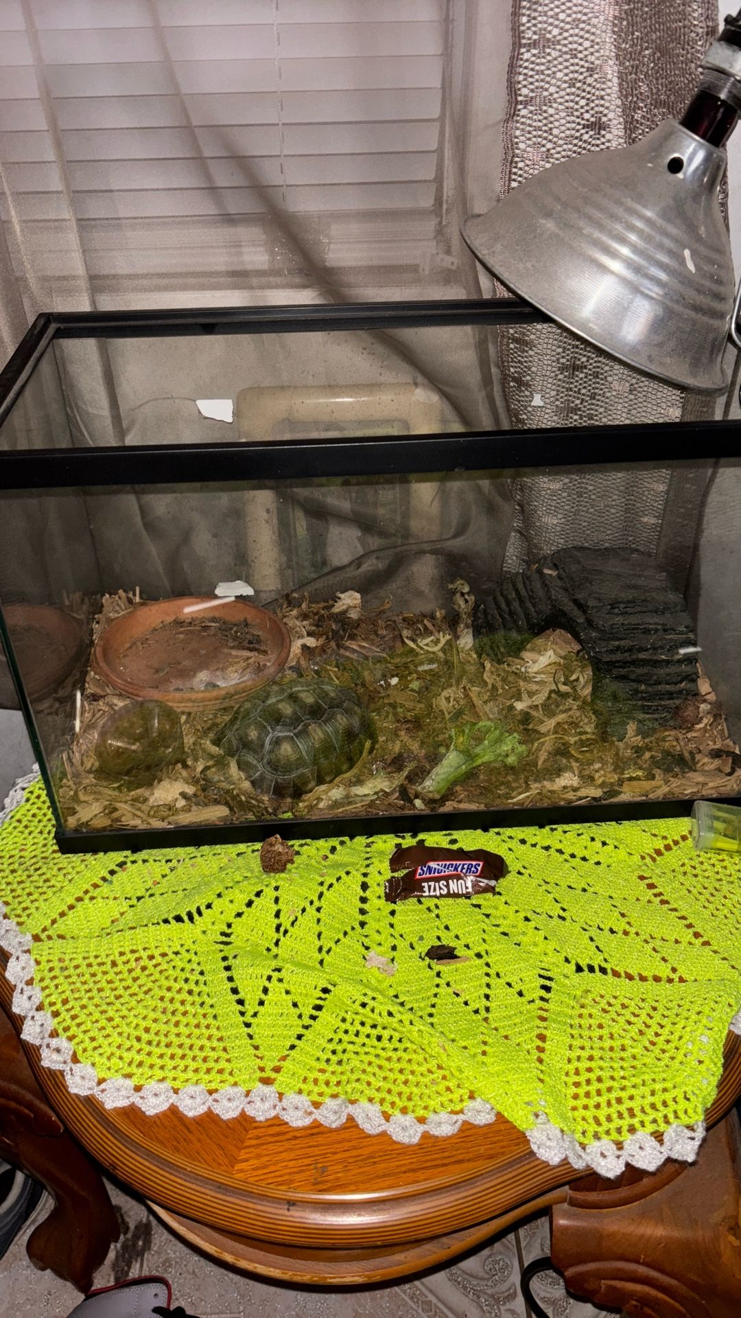 Selling Tortuse 