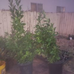 5' Tall  Lemons 
