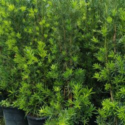 Podocarpus Privacy Hedge Plant 15gl $45🏡🏡🏡