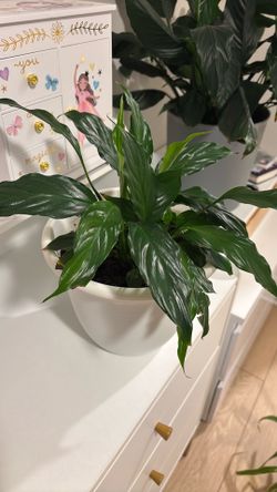Small Peace Lily