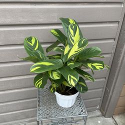 6” never never plant