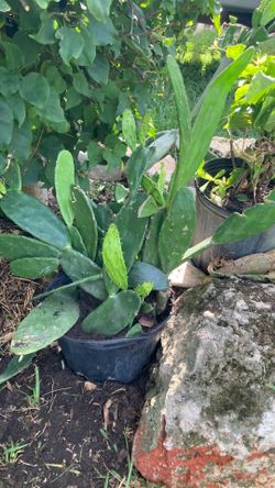 Plant