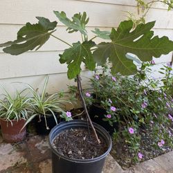 Fig Tree