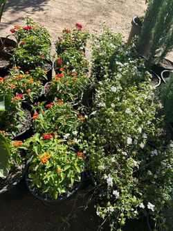 Outdoor plants 15$ each