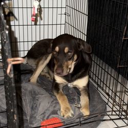 Dog/Pet Cage/ Kennel Large/ Medium /small