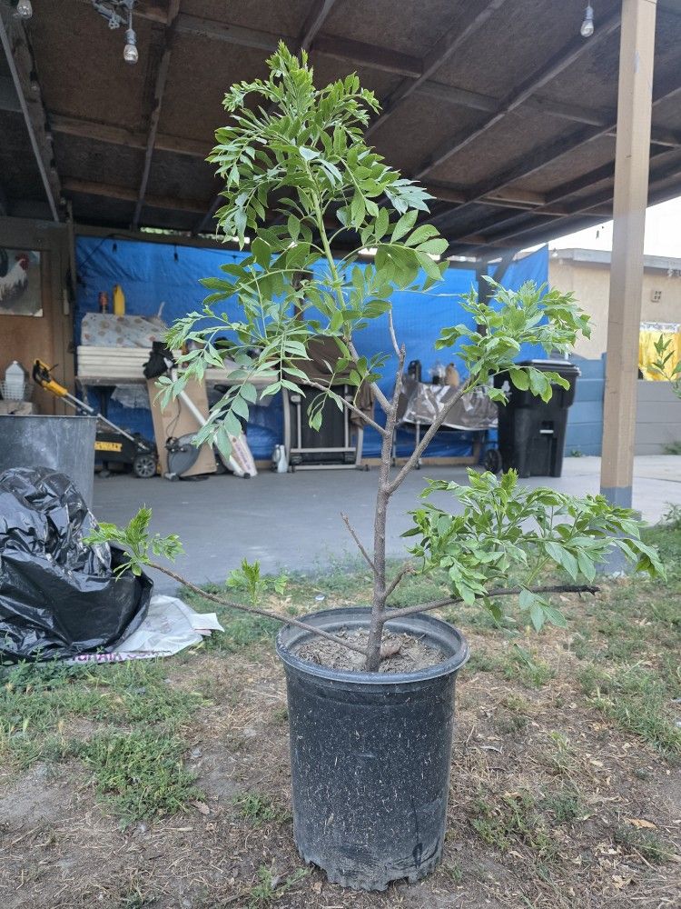 Arbolito de Jocote Cieruela Corona