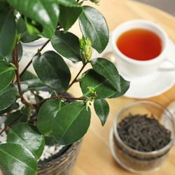 Green Tea 1 Gal Plant Tree