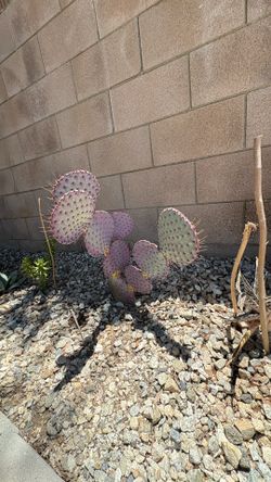 Santa Rita pickle pear cactus - Cutting Pad 1pc, no pot