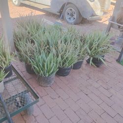 Aloe Plants