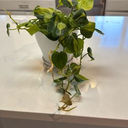 Philodendron Brasil Heartleaf Hanging Live Indoor Plant, Easy Care Houseplant in 6 in White Pot