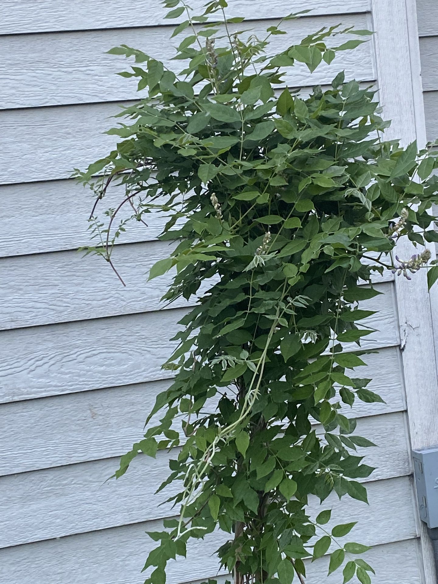 Aunt Dee Kentucky Wisteria Purple Blooming 6ft Tall