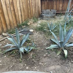Baby Maguey