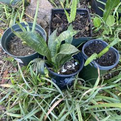 Aloe Vera And Lengua De Suegra