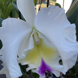 Big Cattleya Orchid Hawaiian Imported Fragrance 
