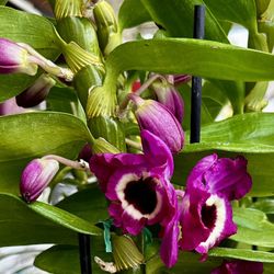Big Dendro Sunray Gatton Orchid, 4 Different Colors