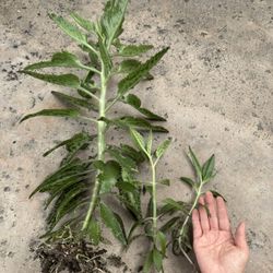 Free Rooted Succulents 