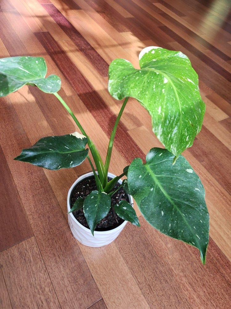 Rare Swiss Cheese Monstera in ceramic pot