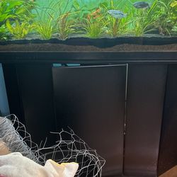55 Gallon Fish Tank