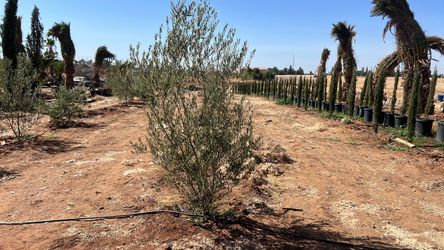 Olive trees for landscapes