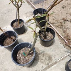 White Plumerias