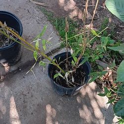 Bamboo  Plants