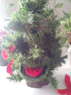 Douglas fir