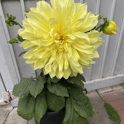 Dahlia Big Flowers Plant,  In 5 Gallons Pot Pick Up Only