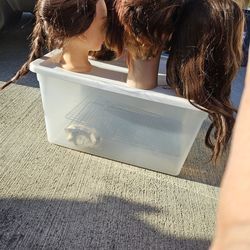 Mannequin heads for cosmetology