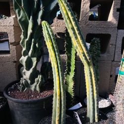 2 PACHANOI Variegated Cactus Imported