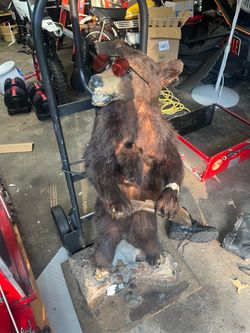 Bear