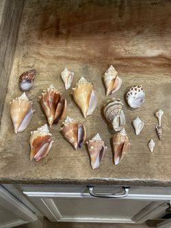 Conch Shells Mini Lot Of 16