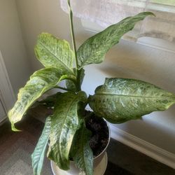 Adult nice , potted plant!   For indoor 