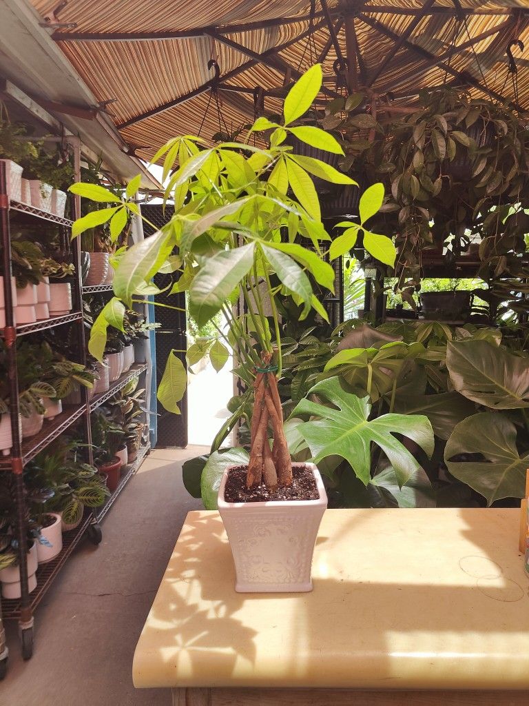 Money Tree