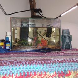 2.5 Gallon Fish Tank, Live Plants, Live Snail Included 