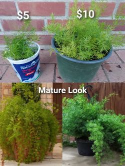Asparagus Fern 