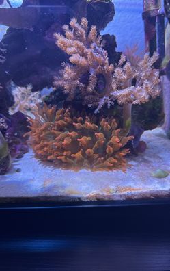 Pink Rose Tip Bubble Anemone