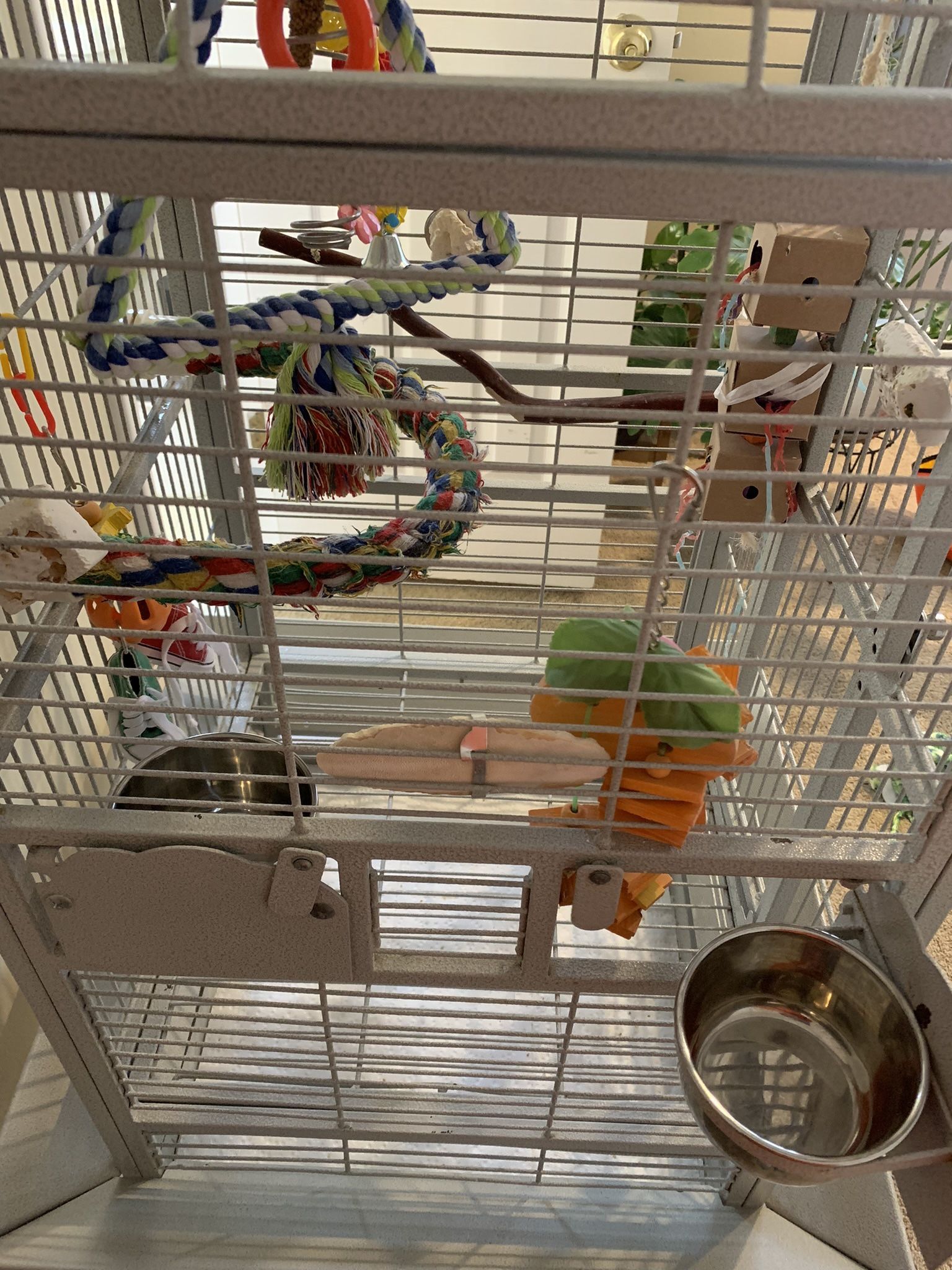 Live Birds And Cage