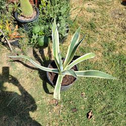 Variegated Agave Plant