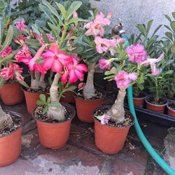 Rosas Del Decierto